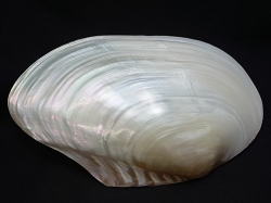 淡水真珠貝 約28 30ｃｍ 1個 En Freshwater Pearl Mop Polished Size 28 30cm Per 1pc 貝殻の問屋さん Kaigaranotonya San