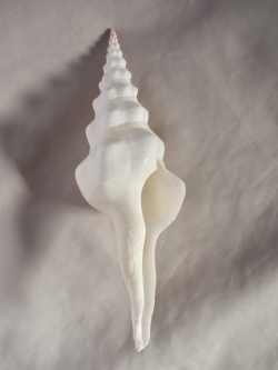ミガキナガニシ【15ｃｍ前後/1個】  En:Fusinus undatus (size:approx.15cm, per 1pc) 貝殻