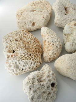 サンゴ石 B品【11ｃｍ以上/約5ｋｇ】 - Not for overseas sale -