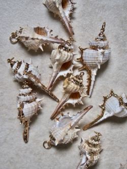 12月のお買い得 [10%OFF]シェルチャーム - コアッキ（ゴールドエッジ）【約4.5～6.0cm】[メール便可] #336