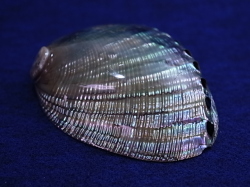 ハリオティス　フージェンス　磨き【約13～14ｃｍ/1個】 En: Haliotis fulgens polished  (Size:13-14cm, per 1pc)