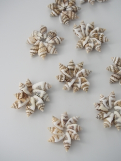 ナサシェルリング（約3±0.5cm)En:Shell Ring- Nassa shell 貝殻