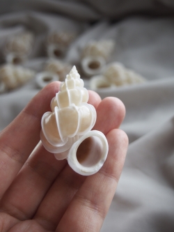 オオイトカケ【5cm前後/1個】  En:Precious Wentletrap(size:approx.5cm, per 1pcs) 貝殻