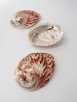 シドニーアワビ 磨き【11ｃｍ前後/1個】  En:  Haliotis ruber polished(Size:11.cm, per 1pc) 貝殻