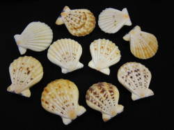 リュウキュウオウギ両面【約4.0～6.5ｃｍ/10個入】 En:Decatopecten radula pair (Size:4-6.5cm, per 10pcs) 貝殻