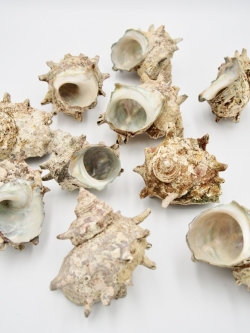 日本海産 栄螺(サザエ)【約6～9ｃｍ/約500ｇ】  En: Turbo sazae (Size:6-9cm, per 500g)