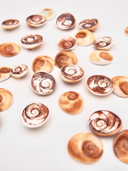 【フタ】日本海産 栄螺(サザエ)蓋【3cm前後/約500ｇ】[メール便可-1袋まで]  En:  Turbo sazae lid (Size: approx.3cm, per 500g)