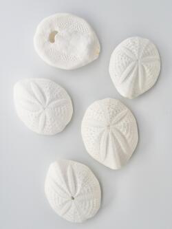 1月のお買い得 [20%OFF]シービスケット（オニヒメブンブク）【約4.5～6.5ｃｍ】  En: Sea Biscuits (Size:4.5-6.5cm)