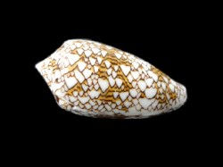 タガヤサンミナシ 自然 約5 6cm 1個 貝殻の問屋さん