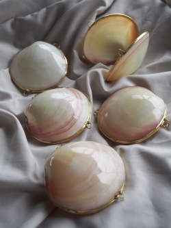貝殻の小物入れ-ティグリナ(ツキガイ)磨き-【7cm前後/1個】 En:  Shell coin purse -codakia tigerina polished- (size:approx.7cm, per 1pcs)