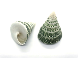 コシダカギンタカハマ 【約3.5～4.5ｃｍ/2個入】En:Tectus triserialis (size: 3.5-4.5cm, per 2pcs) 貝殻