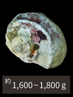 夜光貝【約1600～1800g/1個】En: Green Turbo Snail (Size:1600-1800g, per 1pc)