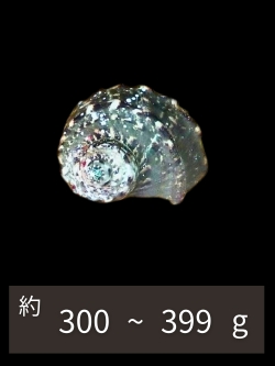 夜光貝【約300～399g/1個】EN:Green Turbo Snail  (Size:300-399g, Unit:pc) 貝殻