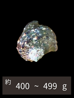 夜光貝【約400～499g/1個】EN:Green Turbo Snail (Size:400-499g, Unit:pc)