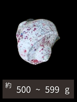 夜光貝【約500～599g/1個】EN:Green Turbo Snail  (Size:500-599g, Unit:pc)