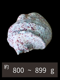 夜光貝【約800～899g/1個】EN:Green Turbo Snail  (Size:800-899g, Unit:pc)