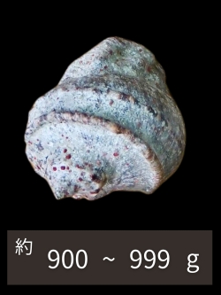 夜光貝【約900～999g/1個】EN:Green Turbo Snail (Size:900-999g, Unit:pc)