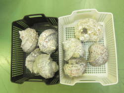 夜光貝詰合せ（ミックスサイズ）400ｇ～1kｇのミックス（参考：9個前後） En: Green Turbo Snail (Size: 400g-1kg)