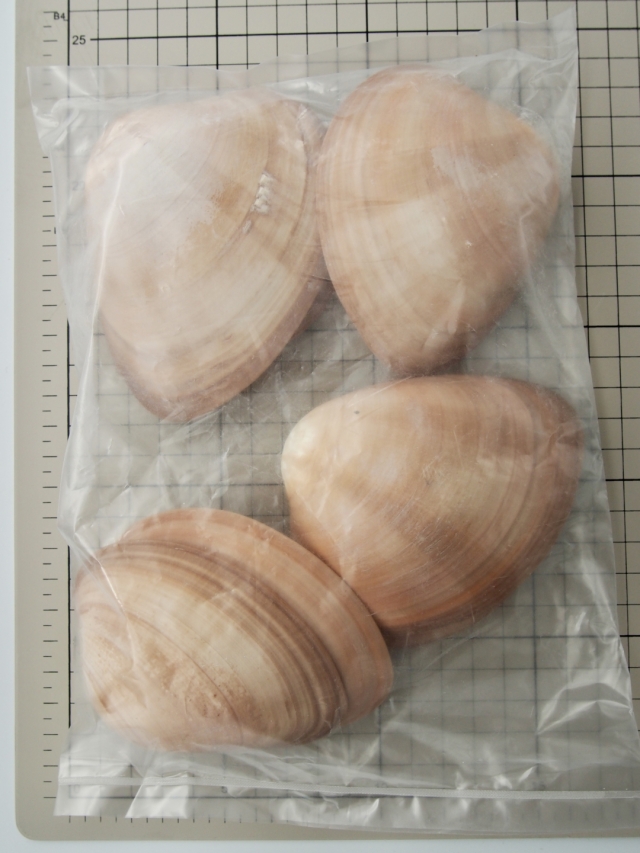 スクアリダ【約8～11cm/約500g】 En: Megapita Squalia (Size:8