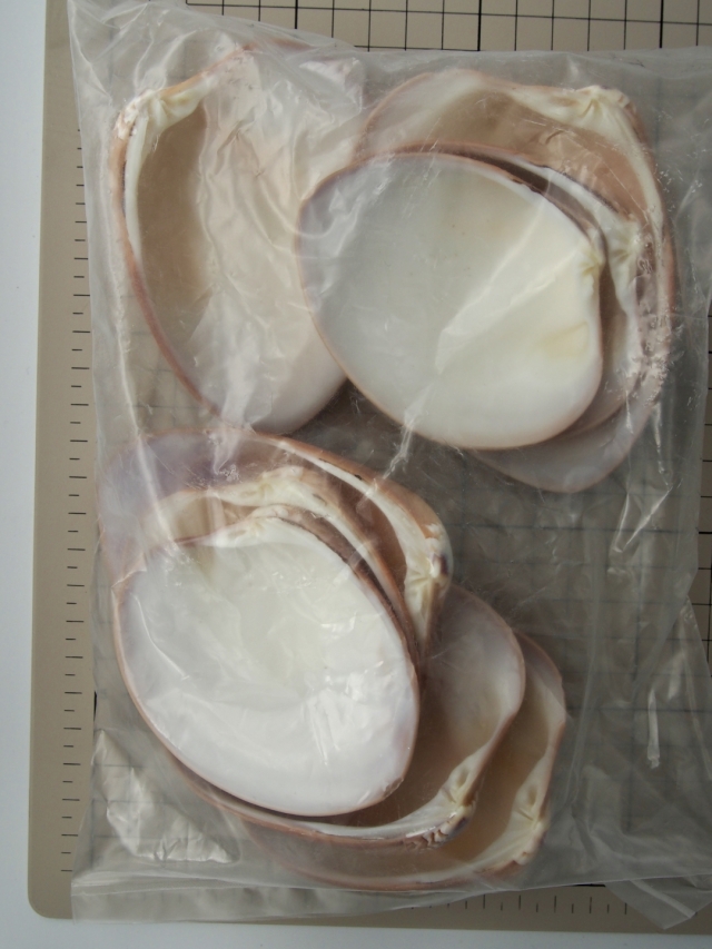 大きい貝殻 スクアリダ【約8～11cm/約500g】 En: Megapita Squalia (Size:8