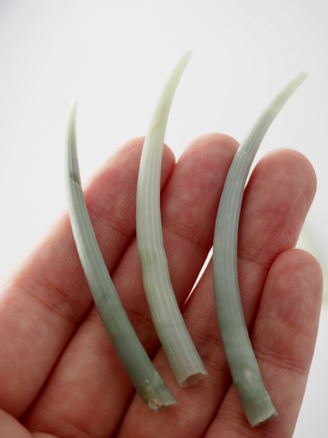 ミズイロツノガイ【約6～8cm/5本】[メール便可-25袋まで] En