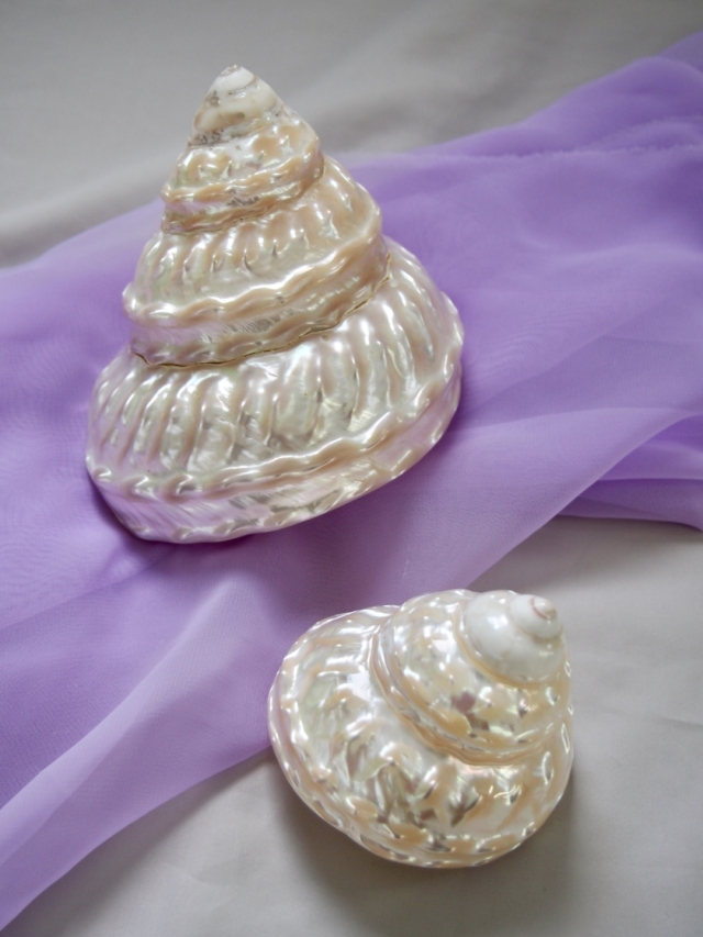 アストレアウンドーサ真珠磨き(ナミジワターバンガイ)【約10～11cm/1