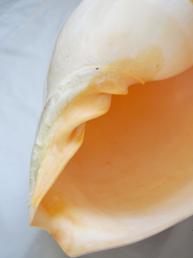 フローデリップヤシガイ　インテリア装飾 メロブロディリフ磨(ブローデリップヤシガイ)【約30cm前後/1個