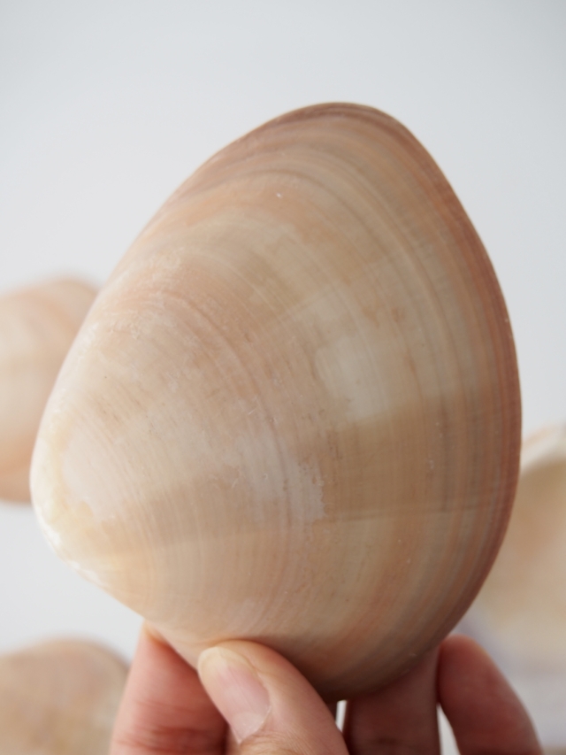 大きい貝殻 スクアリダ【約8～11cm/約500g】 En: Megapita Squalia (Size:8