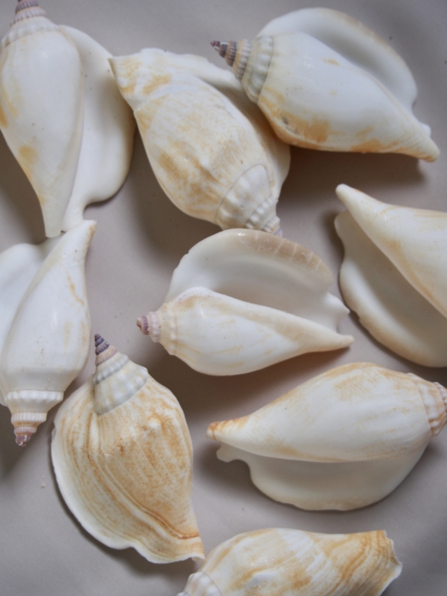 貝 標本 カブトソデガイ 超大型21㎝