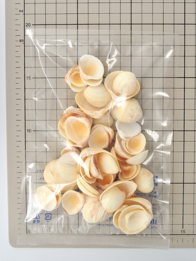 ヒヨコガイ【約2～4cm】[メール便可-400gまで] En: Yellow clam