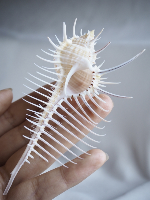 貝殻標本　ホネガイ ホネガイの標本（大）その一。 | 標本部屋を覗く幽霊。