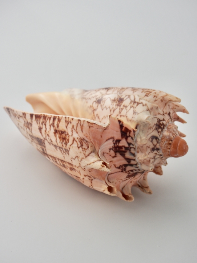 ボルタインペリアス（ミヒカリコオロギボラ）【約12～15cm/1個】 En