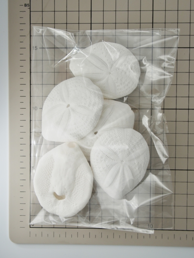 シービスケット（オニヒメブンブク）【約4.5～6.5cm】 En: Sea