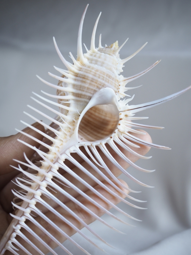 ホネガイ【13cm前後】 En: Murex Pecten (size:approx.13cm)