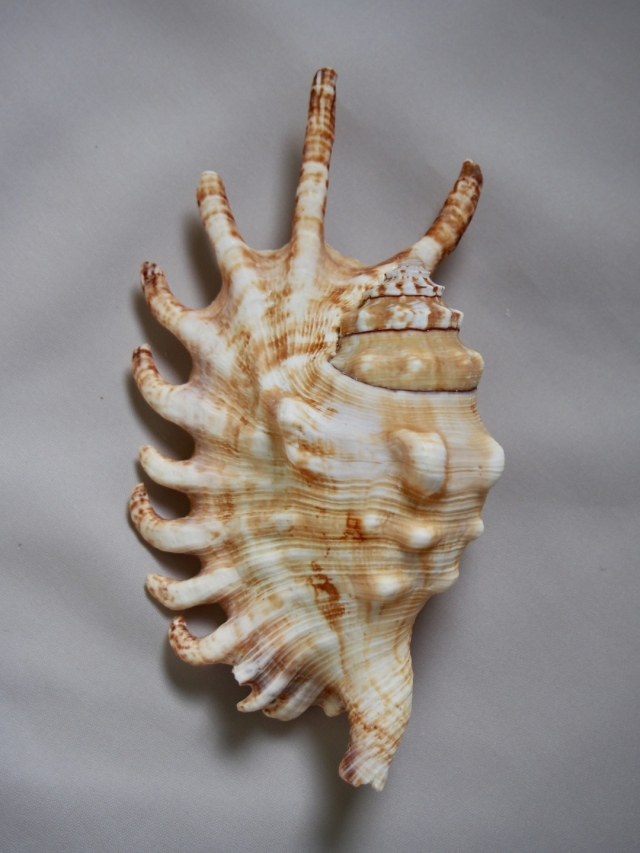 12月のお買い得 [20%OFF]ムカデソデガイ【約12±1cm】 En: Lambis