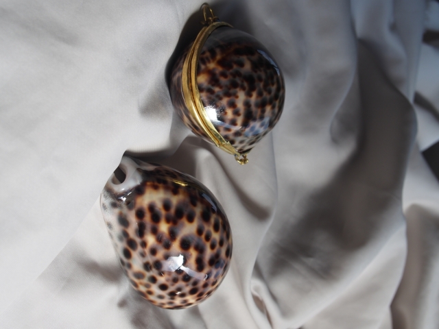 貝殻の小物入れ-シプレアタイガー-(ホシダカラ)【5cm前後/1個】 En