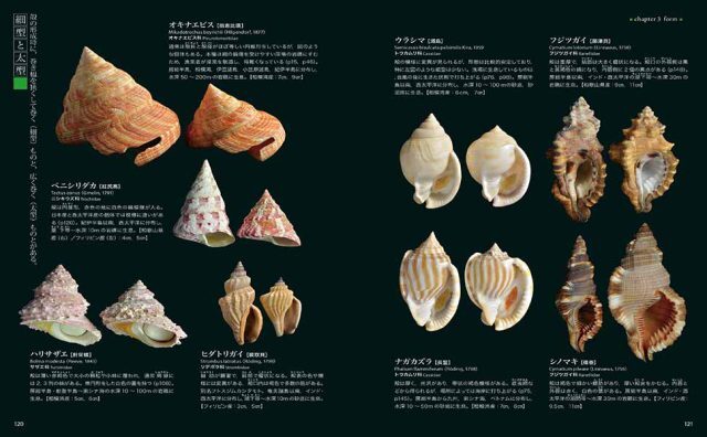 図鑑】美しき貝の博物図鑑 ー色と模様、形のバリエーション／フリーク