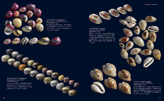 図鑑】美しき貝の博物図鑑 ー色と模様、形のバリエーション／フリーク