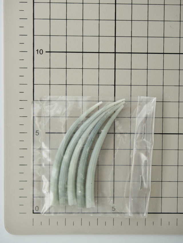 専用)ツノガイ6種類セット 専用)ツノガイ6種類セット 専用