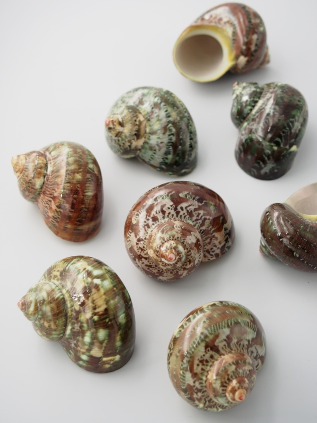 リュウテンサザエ磨き【6cm前後/1個】 En:Triumphant Star Turban