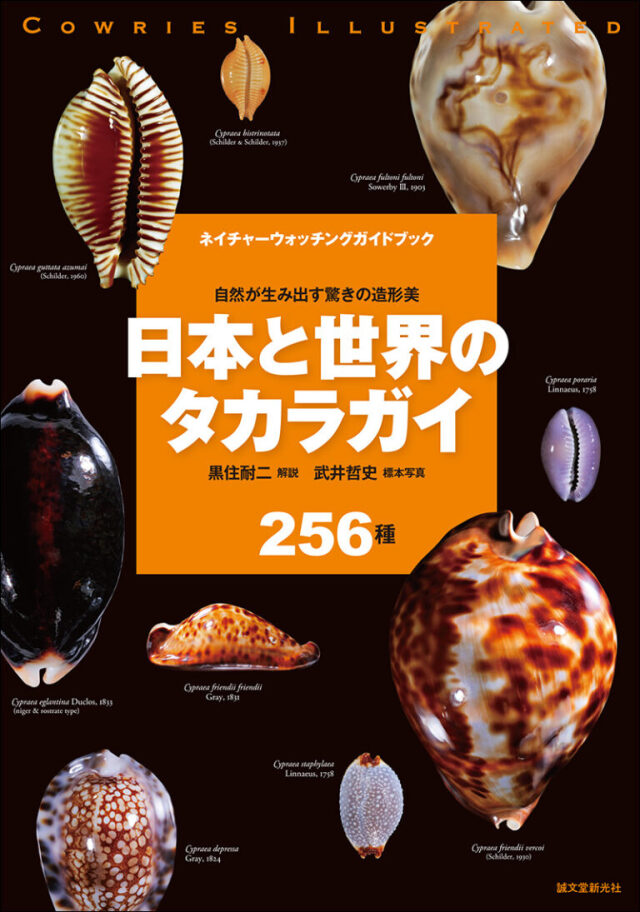 ロッセルダカラ　タカラガイ ロッセル