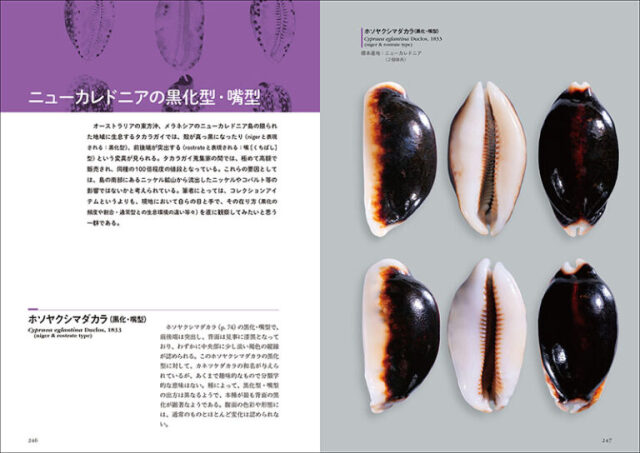 図鑑】日本と世界のタカラガイ