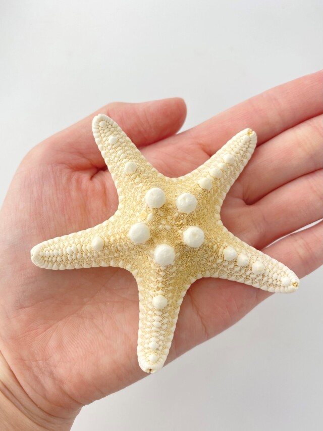 スターフィッシュu0026コブヒトデのチョイススタイル