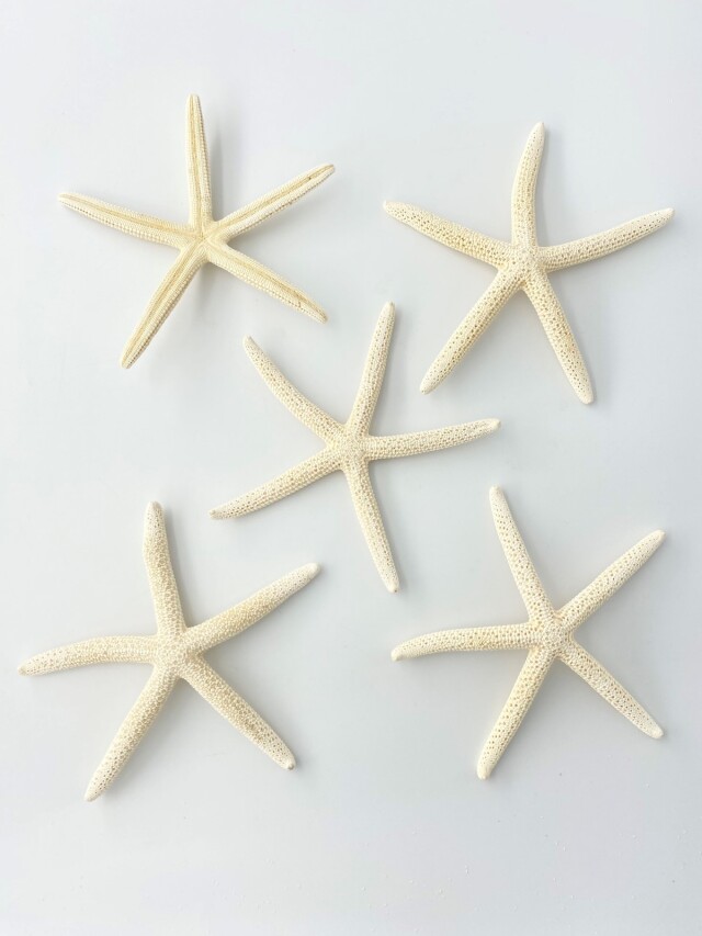 スターフィッシュ 2019年モデル 10畳用& 2020年モデル6畳用 スターフィッシュ 2019年モデル 10畳用& 2020年モデル6畳用 thumbnail_ogp.