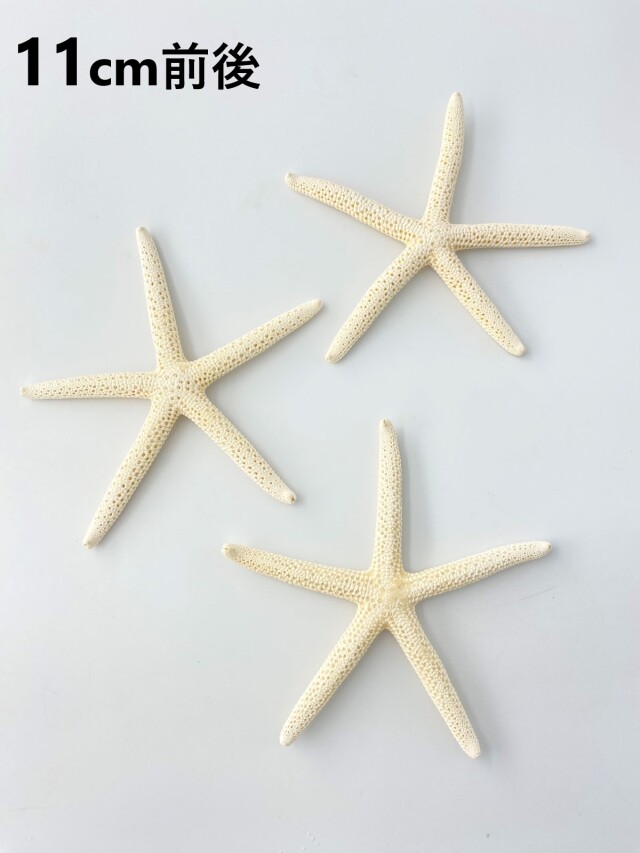 スターフィッシュ【11cm前後】[メール便可 - 10個まで]（En：Finger  