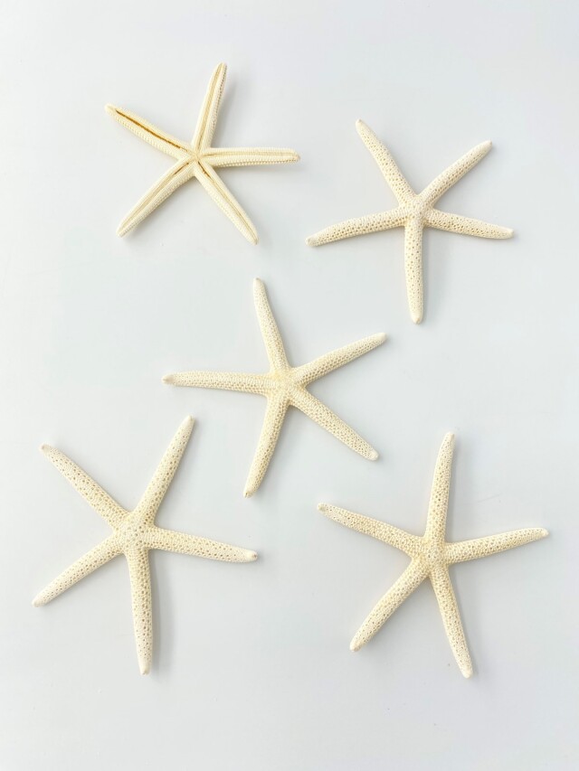 スターフィッシュ【11cm前後】[メール便可 - 10個まで]（En：Finger