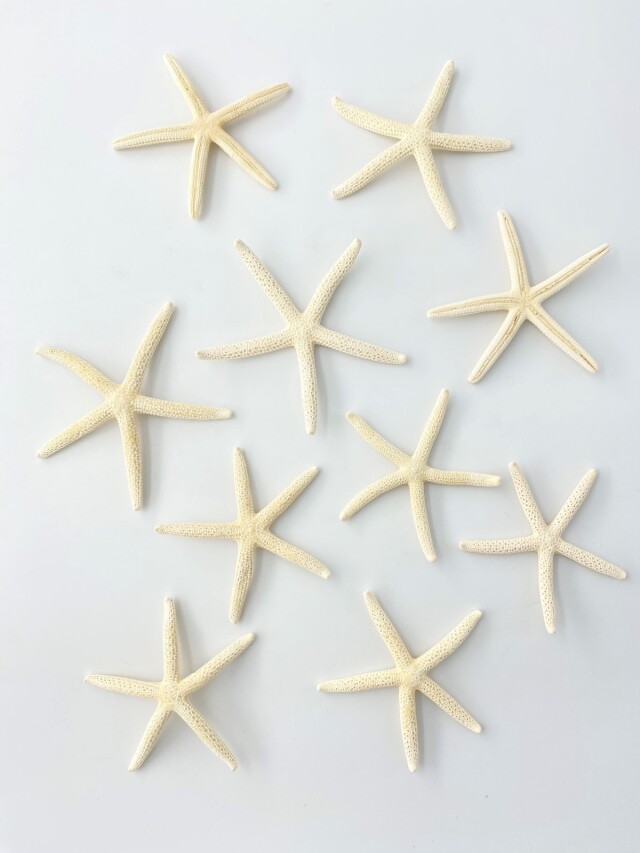 スターフィッシュ【約6～8cm/10個】