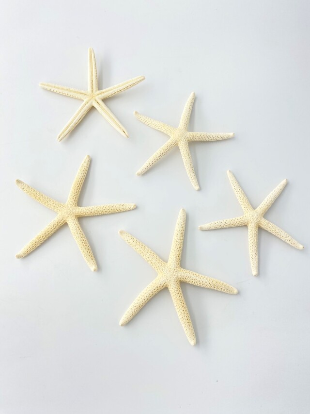 スターフィッシュ【9cm前後】[メール便可 - 15個まで]（En：Finger