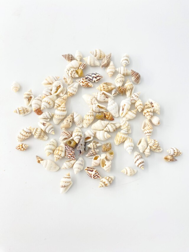 ナサシェル 自然(ムシロガイなど)【1cm前後】[メール便可-500gまで