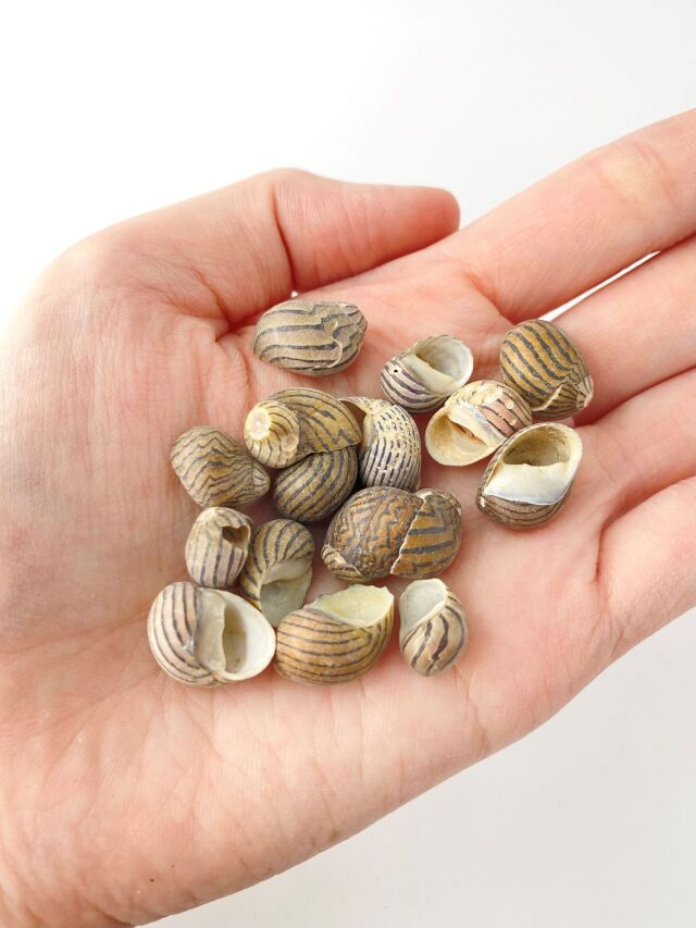 イナズマカノコ【約1.0～2.0cm】[メール便可-400gまで]En: Neritina